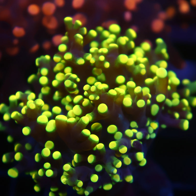 TCK Branching Yellow Octospawn