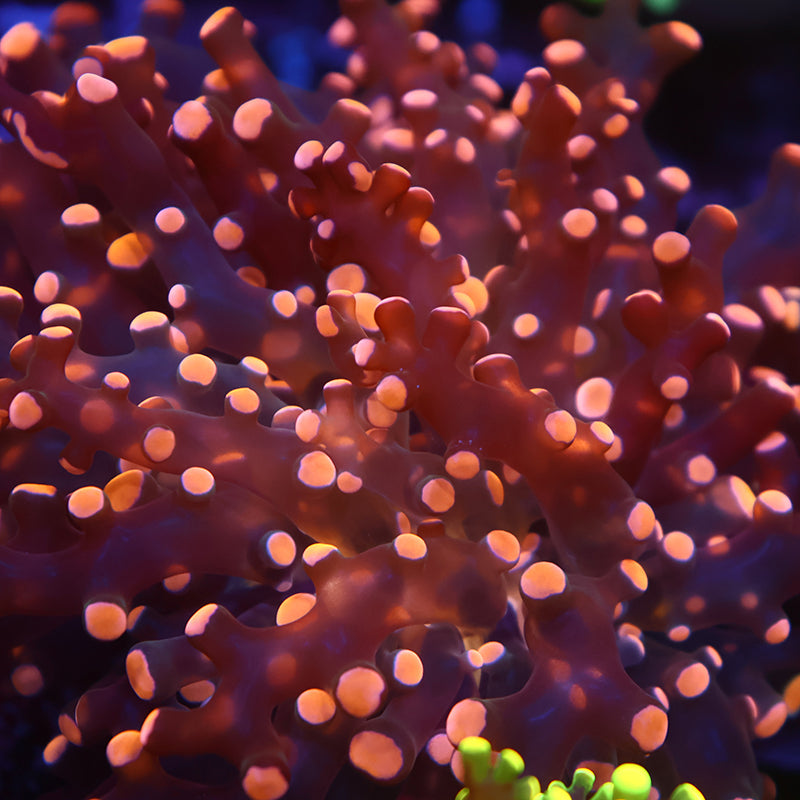 TCK Branching Gold Frogspawn