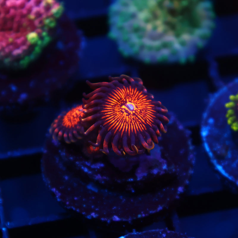 ARC Nightcrawlers