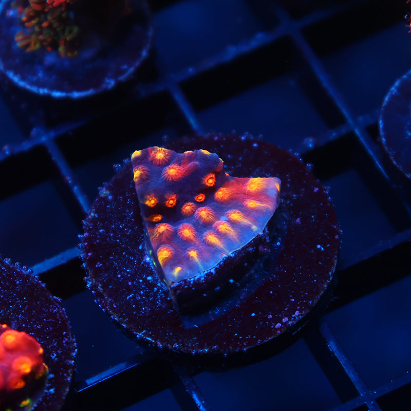 ARC Monet's Madness Cyphastrea