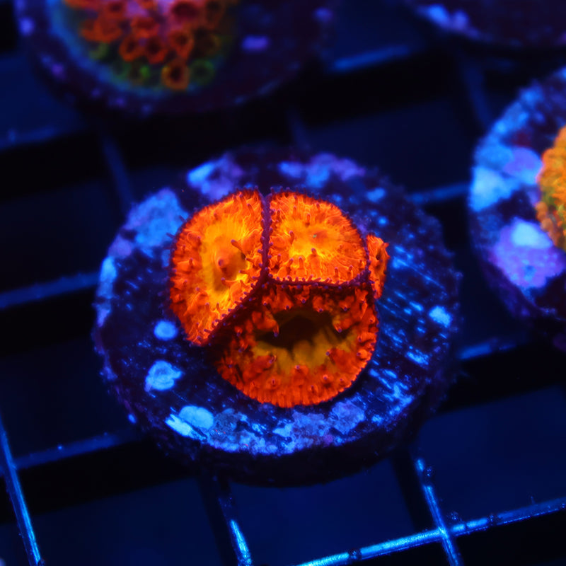 WWC OG Rainbow Blastos