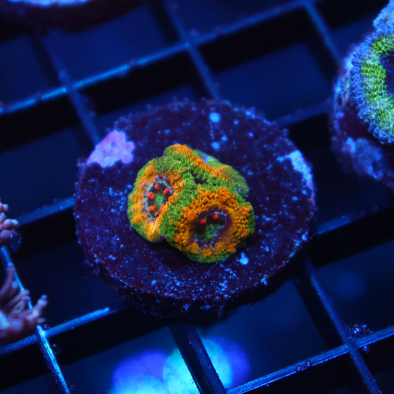 TCK OG Mardi Gras Lords