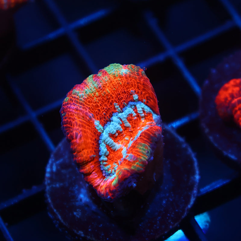 TCK Aquacultured Crazy Wilsoni
