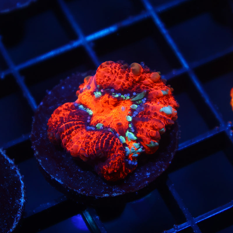 TCK Aquacultured Wilsoni