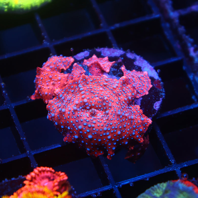 TCK Superman Mushrooms