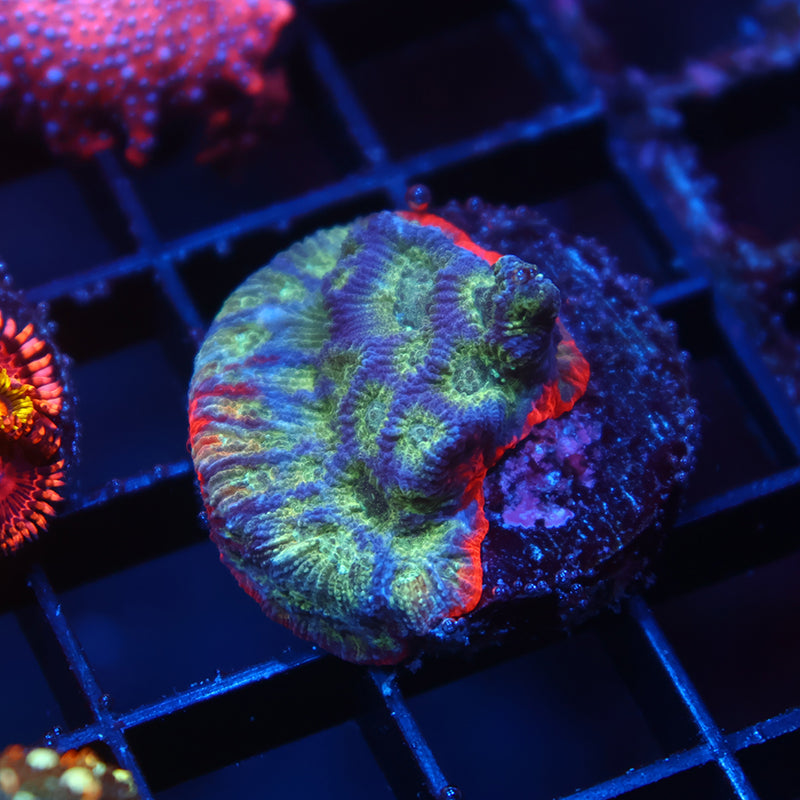 JF Dayglo Favia