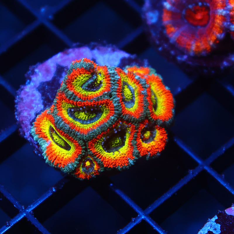 TCK HG Micromussa