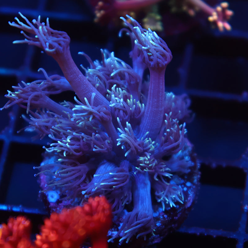 TCK Purple Goni
