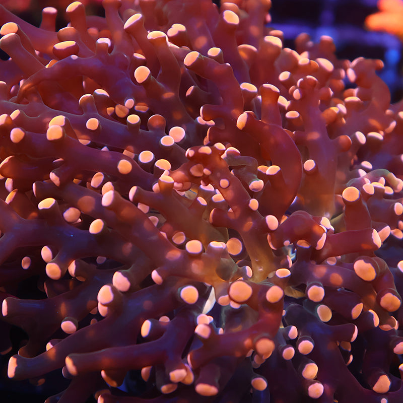 TCK Branching Gold Frogspawn