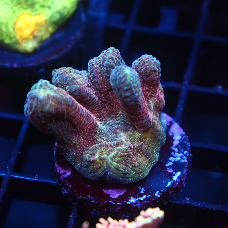 TCK Red Pectinia