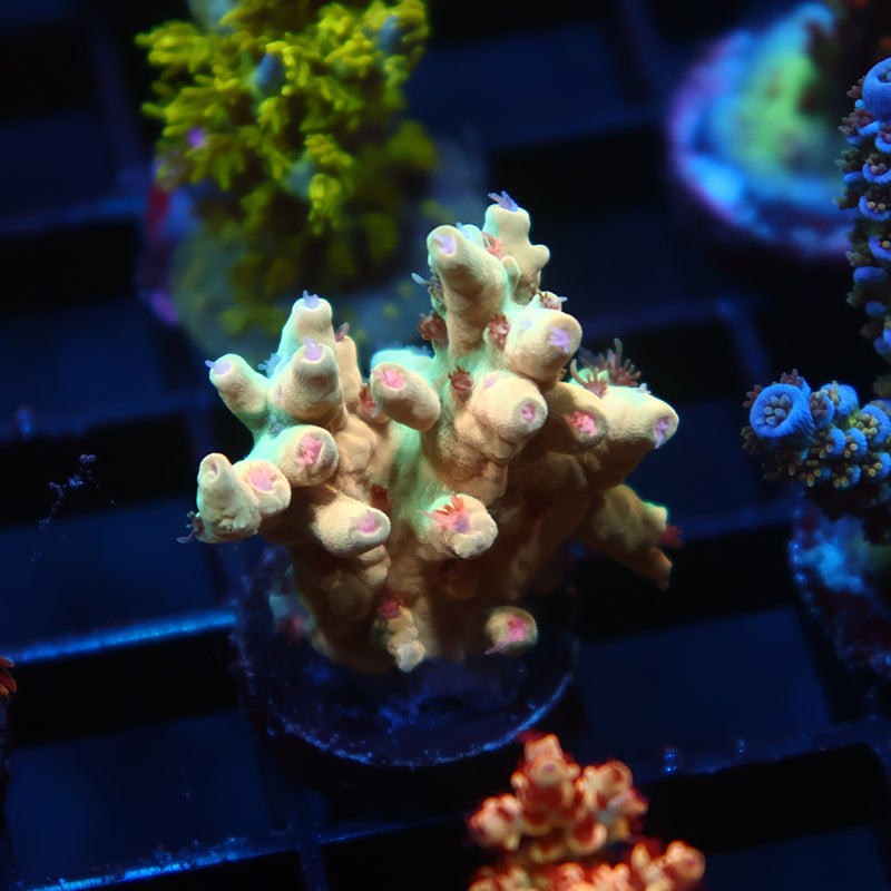 TCK Afterglow Deepwater Acro