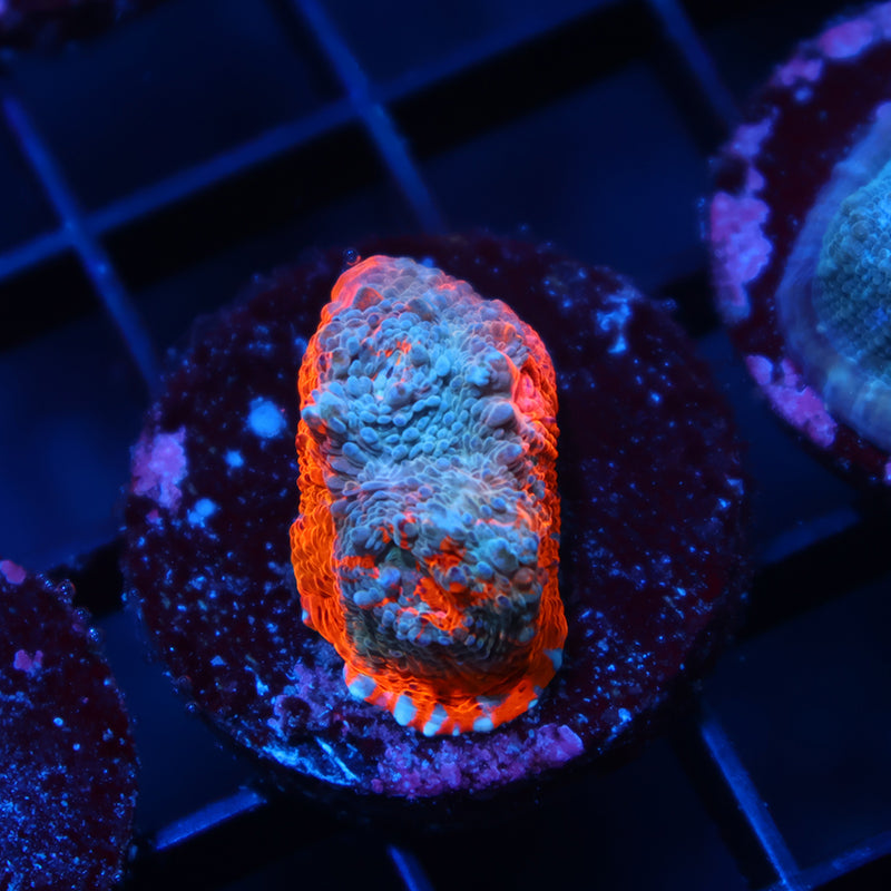 TCK Ultimate Orenji