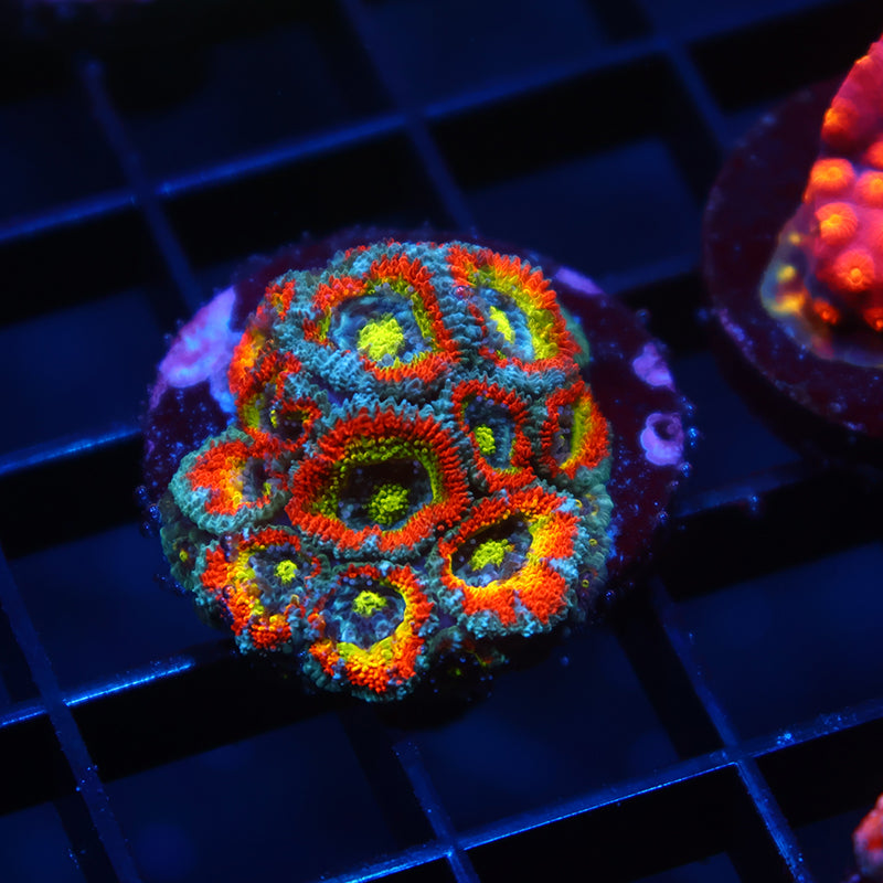 TCK HG Micromussa