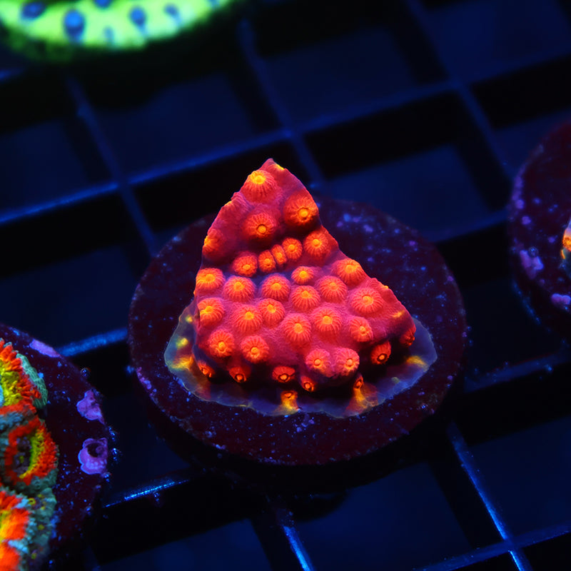 TCK Rainbow Abstract Cyphastrea