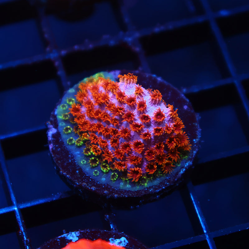 Skittles Bomb Cyphastrea