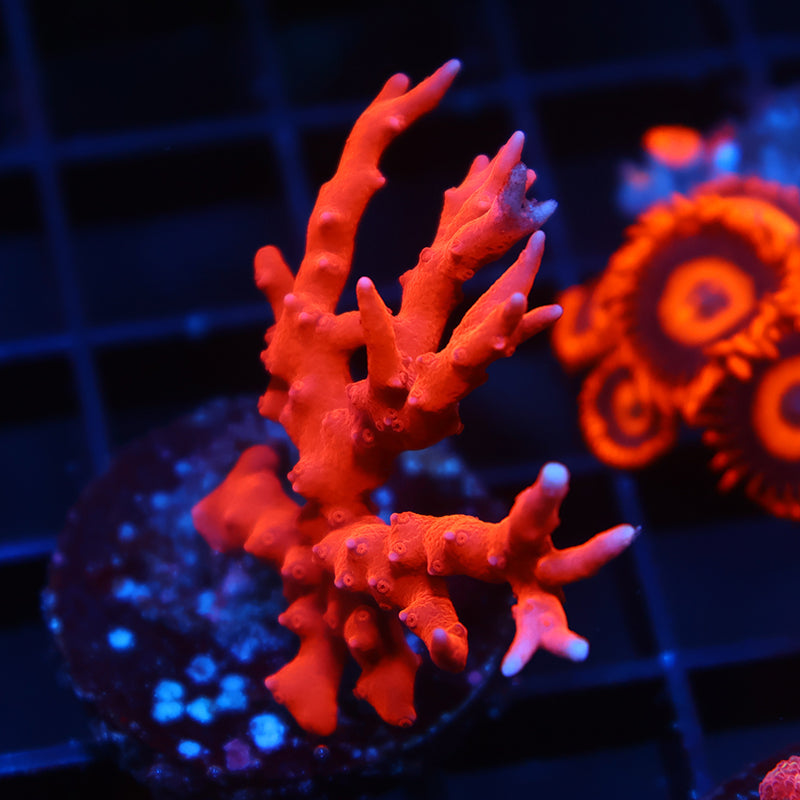 JF TNT Anacropora