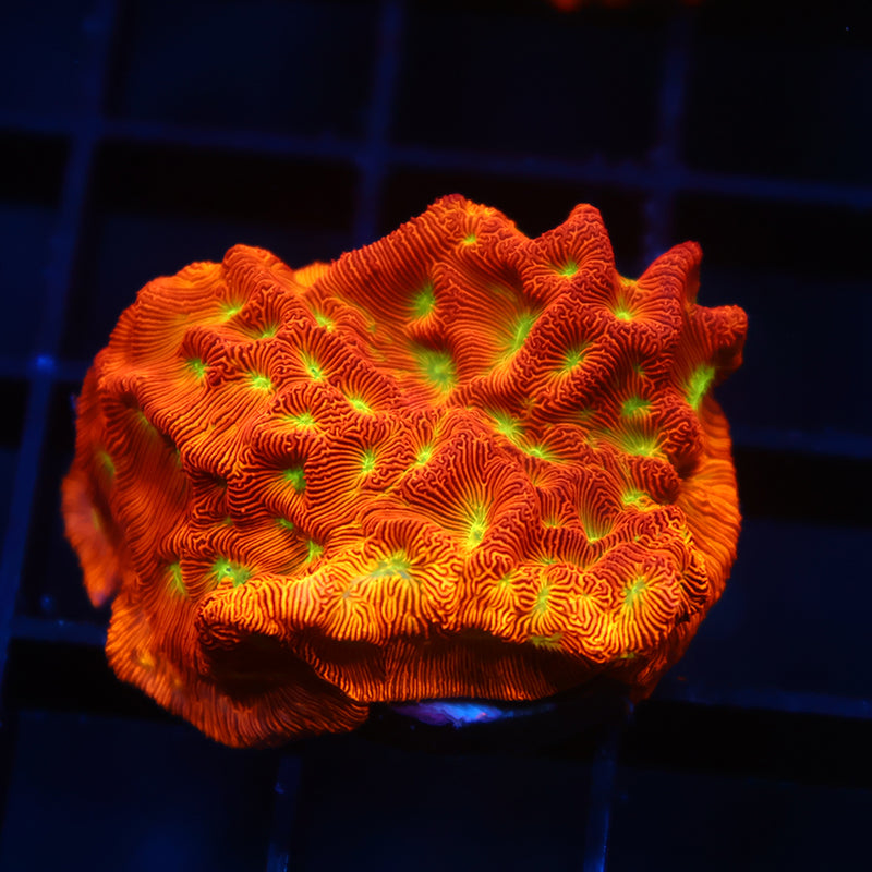 JF Jack-O-Lantern Lepto