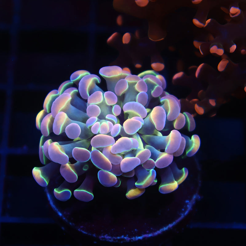 TCK Branching Holographic Hammer