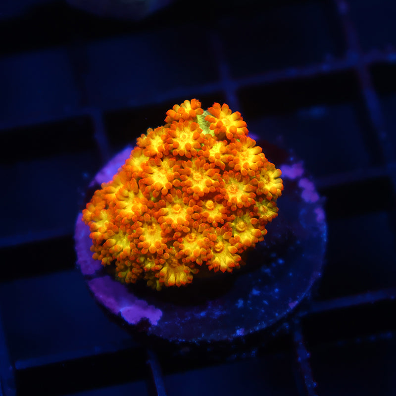 TCK Combustion Goni Bernardpora