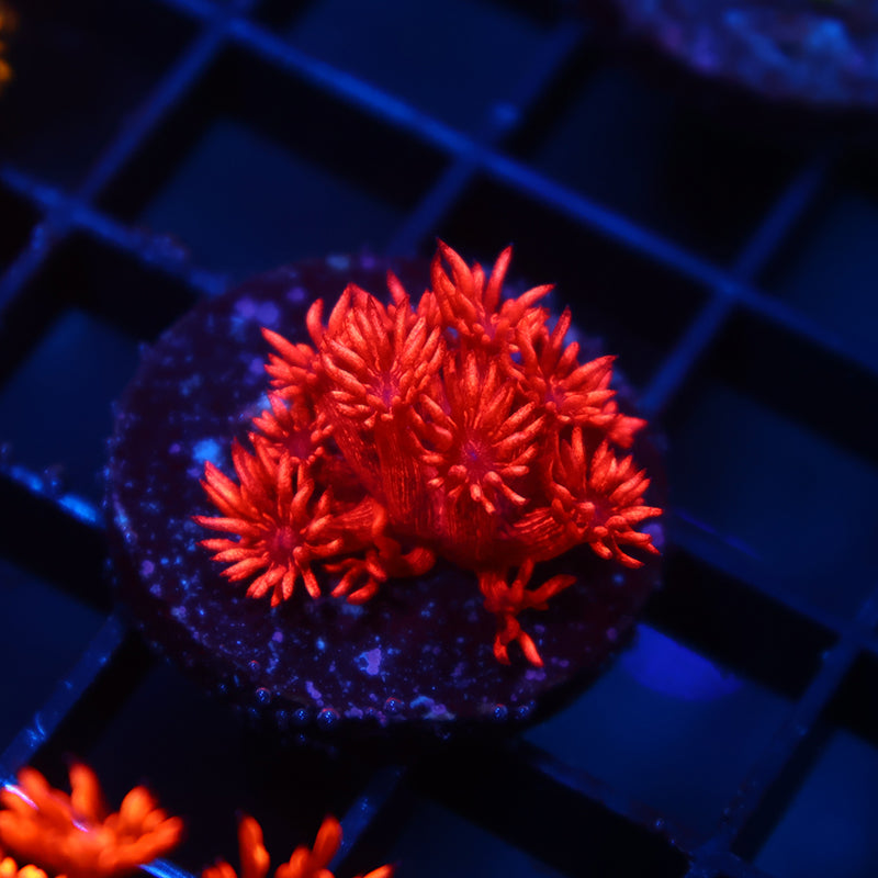 TCK Alec's Insane Red Glitter Bomb Goni