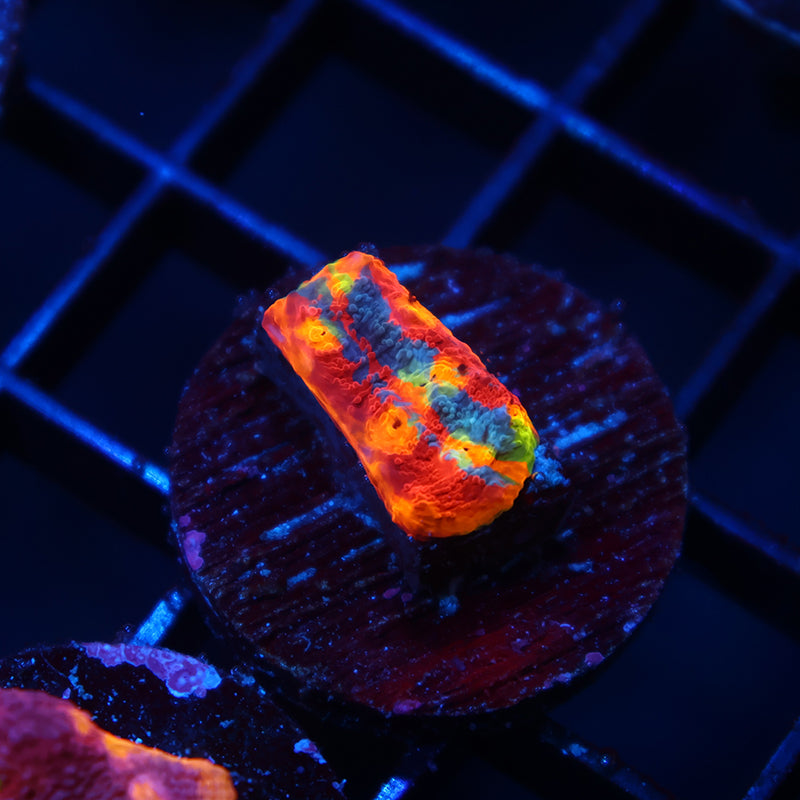 TCK Ultimate Rainbow Chalice