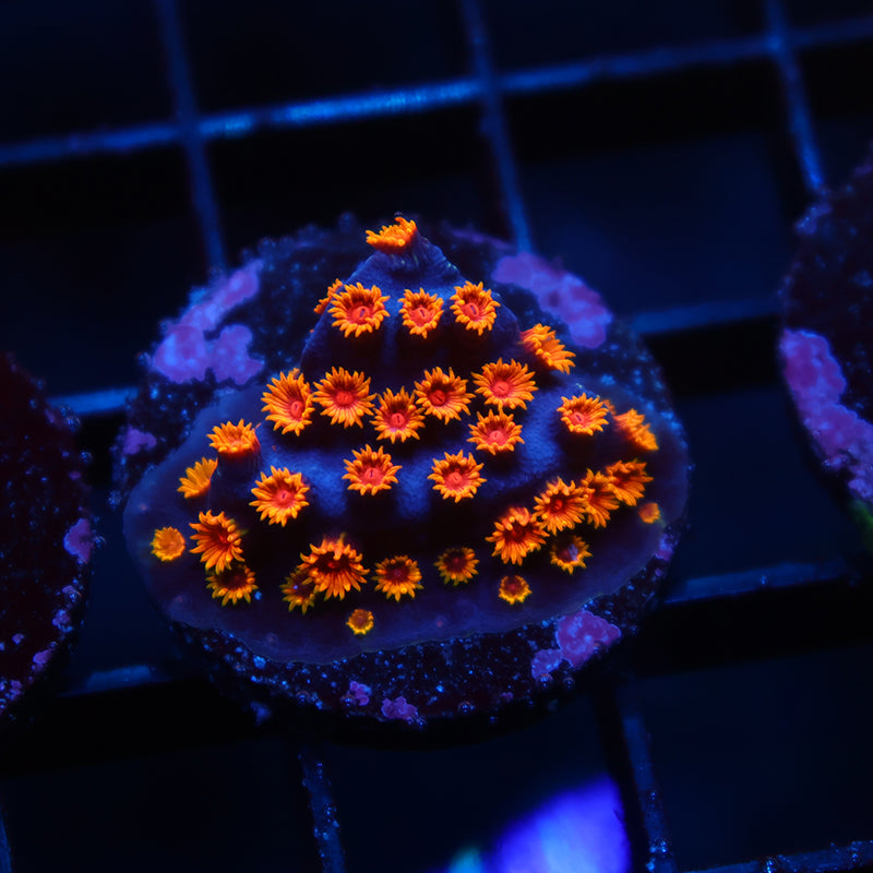 WWC Bizarro Cyphastrea