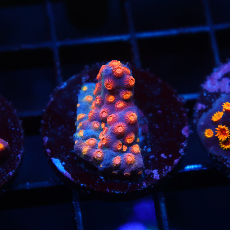 ARC Monet's Madness Cyphastrea