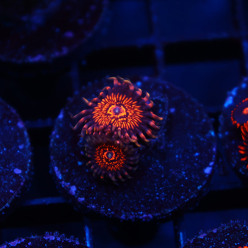 ARC Nightcrawlers
