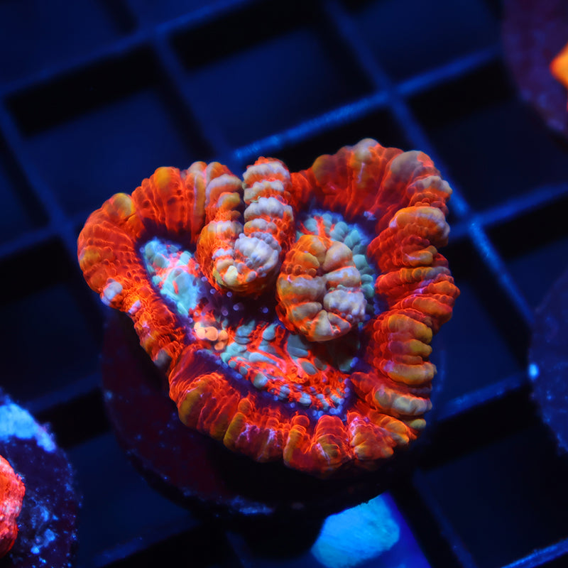 TCK Red Wilsoni