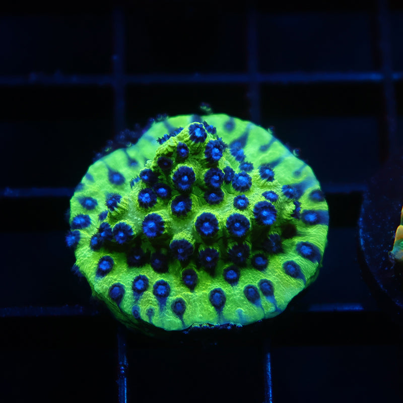 JF PPE Cyphastrea