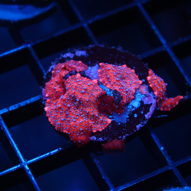 TCK Superman Mushrooms
