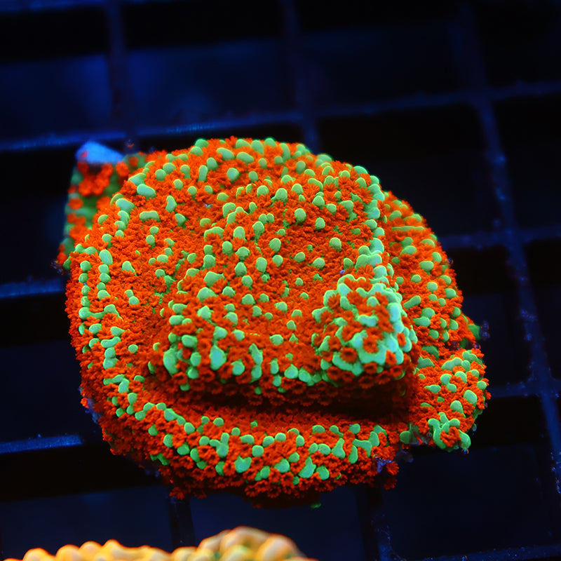 JF Aquaman Monti