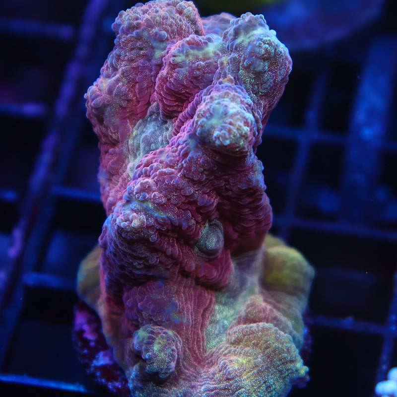 TCK Red Pectinia