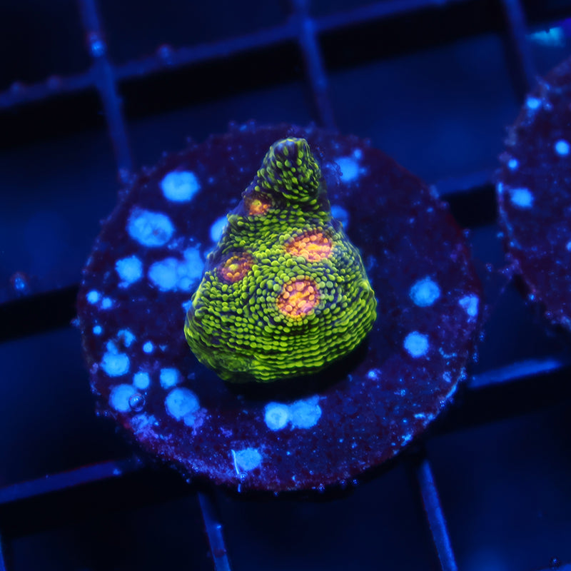 TCK Toxic Swirl Chalice