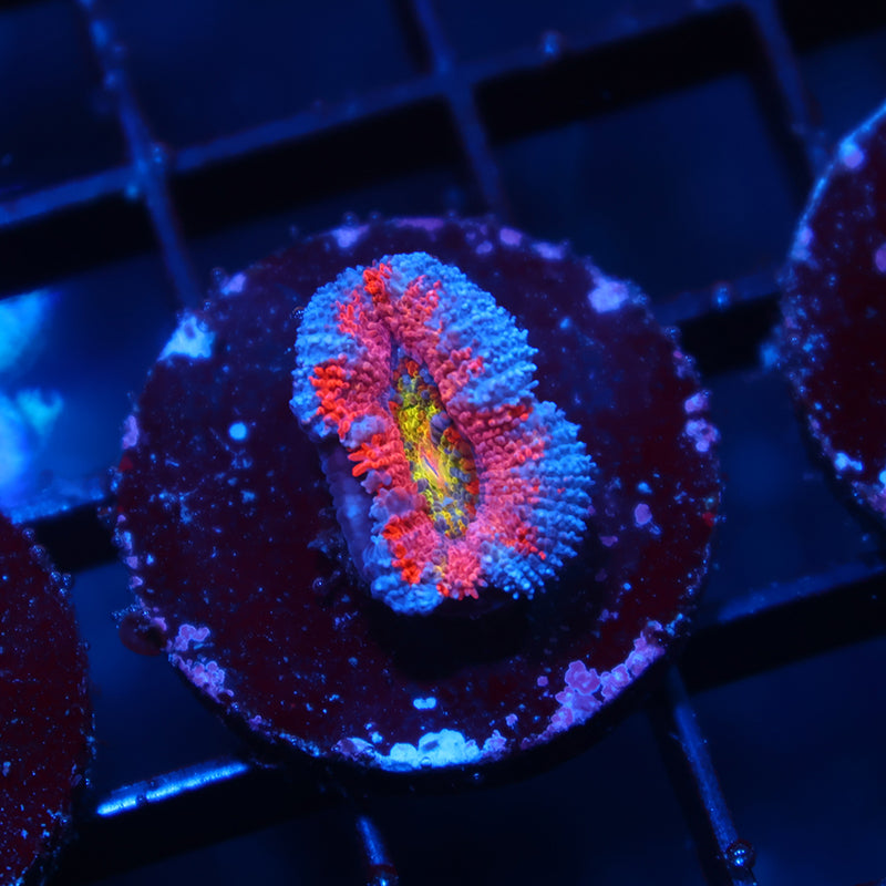 Neptunes Crown Acan Lord