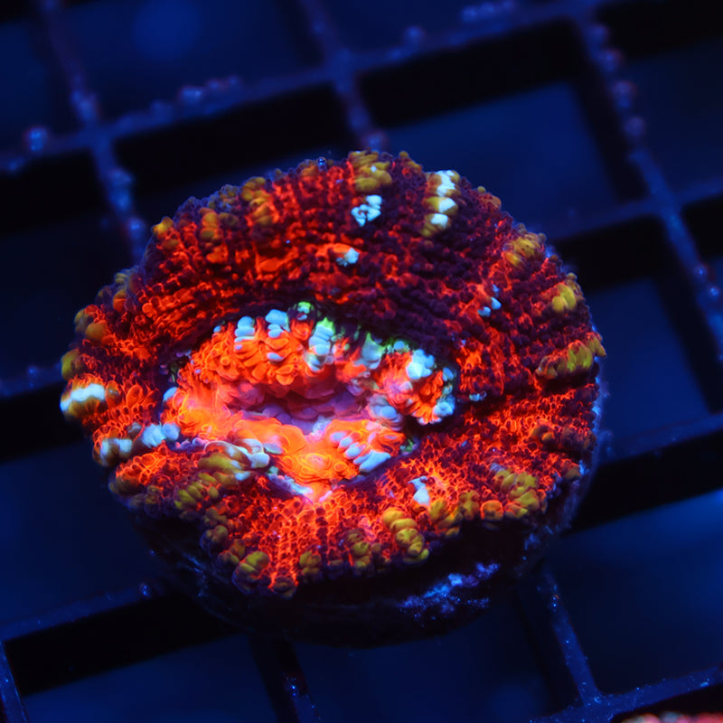 TCK OG Aquacultured Red Wilsoni
