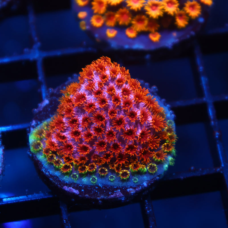 Skittles Bomb Cyphastrea