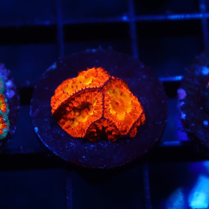 WWC OG Rainbow Blasto