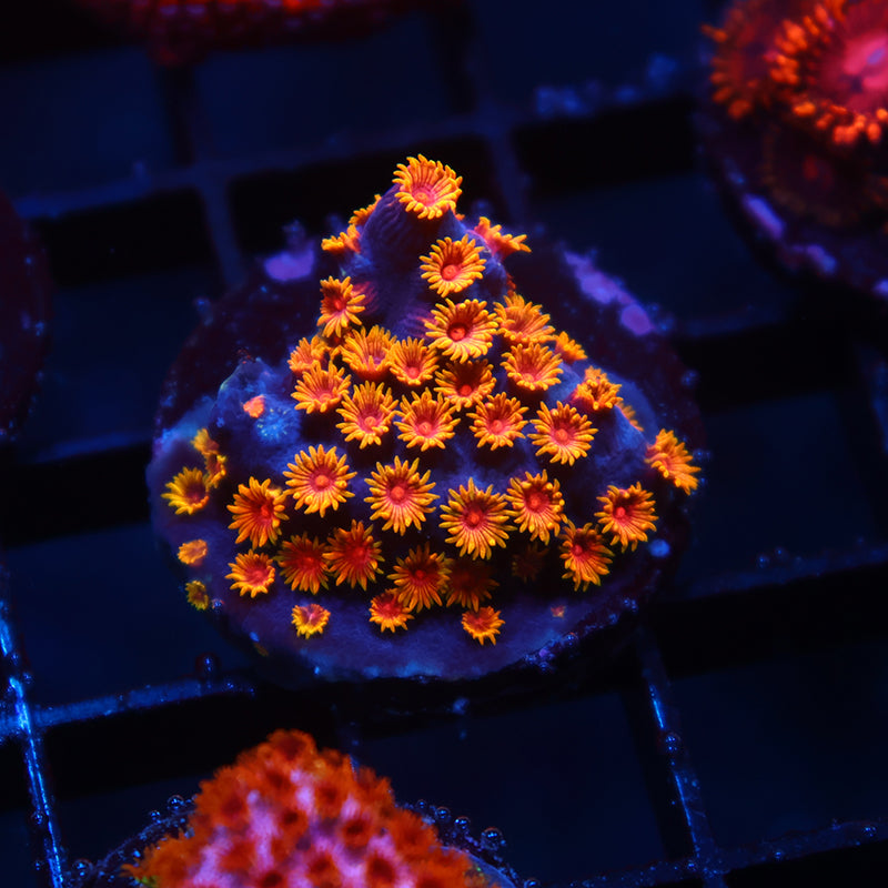 WWC Bizarro Cyphastrea