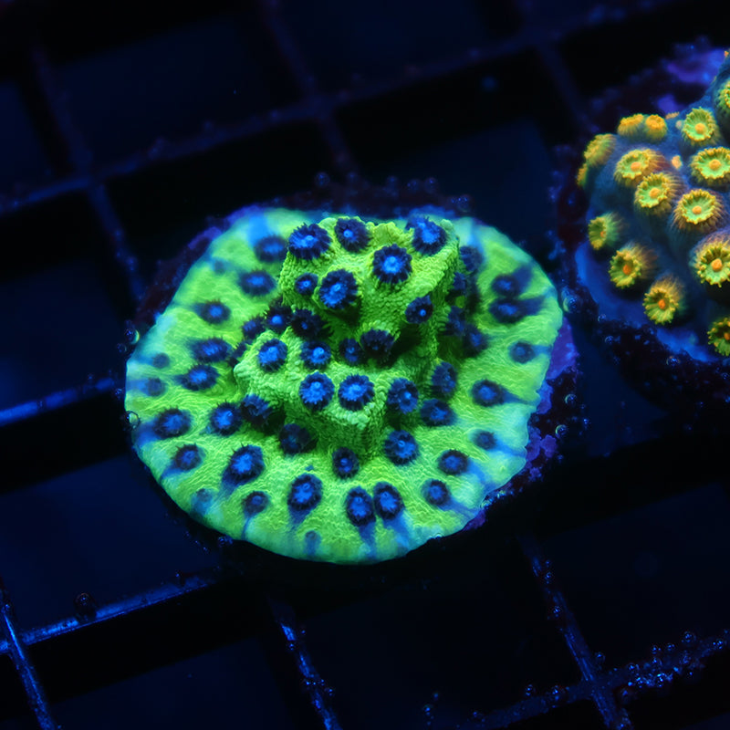 JF PPE Cyphastrea