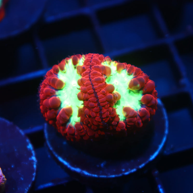 TCK Sour Apple Blasto