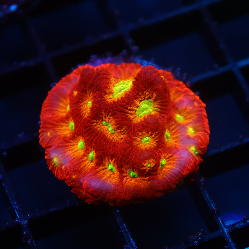 SR Mighty Max Red Side