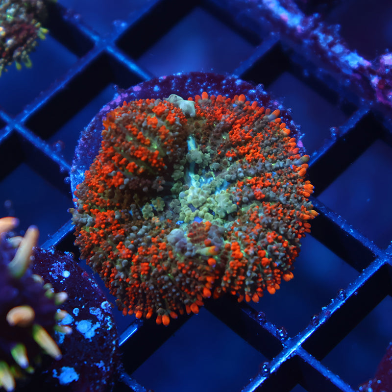 Deathstroke Bounce Mushroom