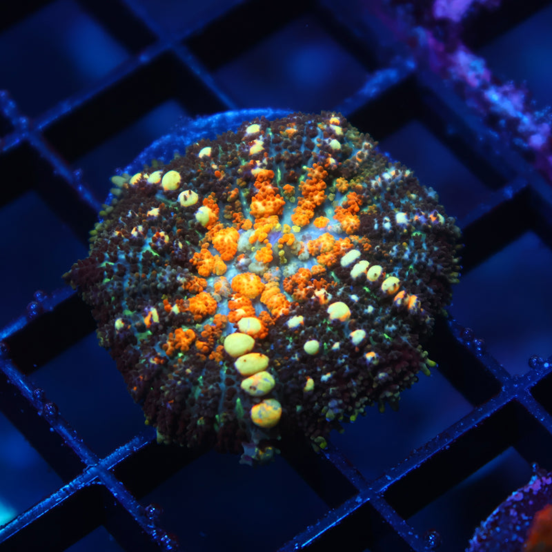TCK Powerball Bounce Mushroom
