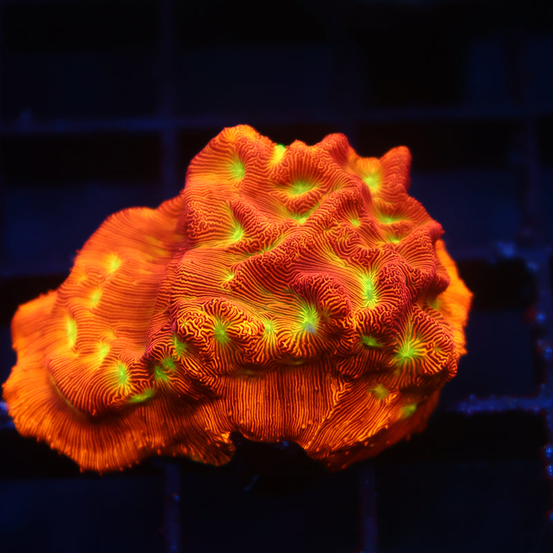 JF Jack-O-Lantern Lepto