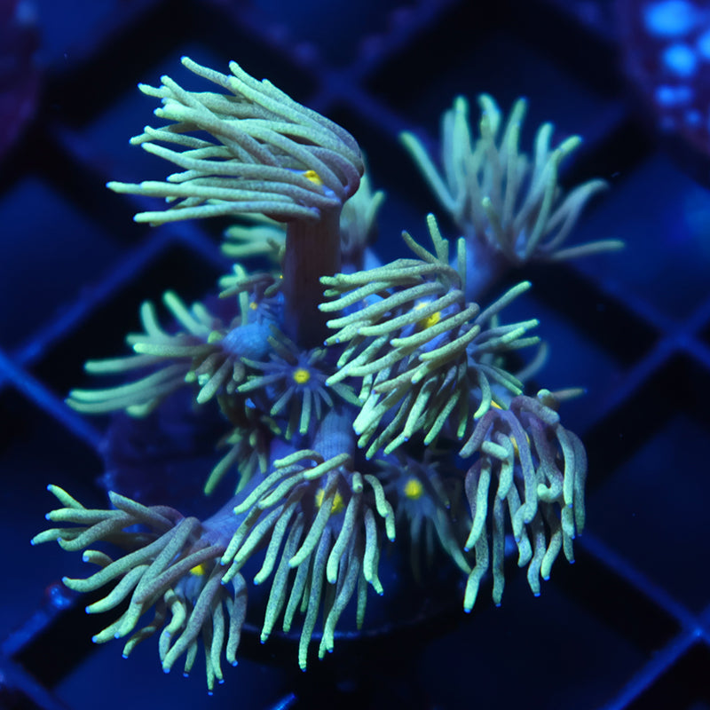 TCK Alien Tips Goni
