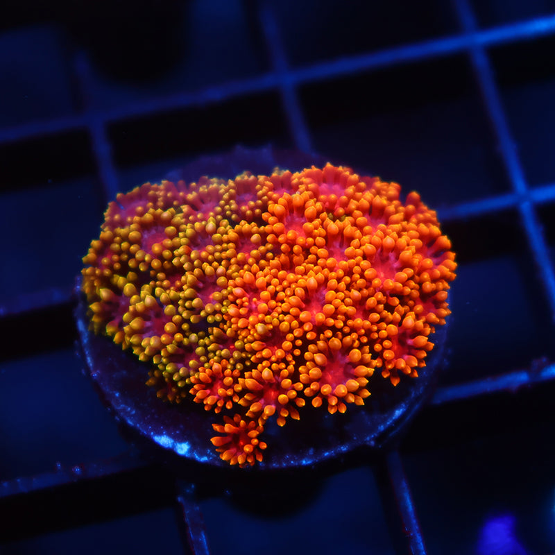 TCK Grafted Rainbow Crunch Goni Bernardpora
