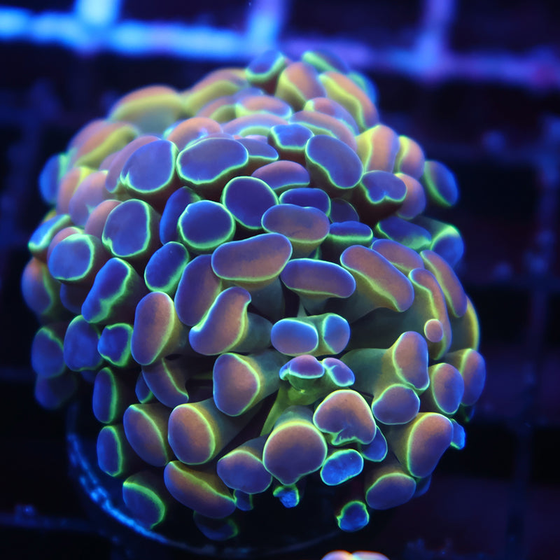TCK Branching Hologram Hammer