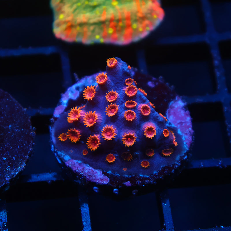 Pink Polyp Cyphastrea