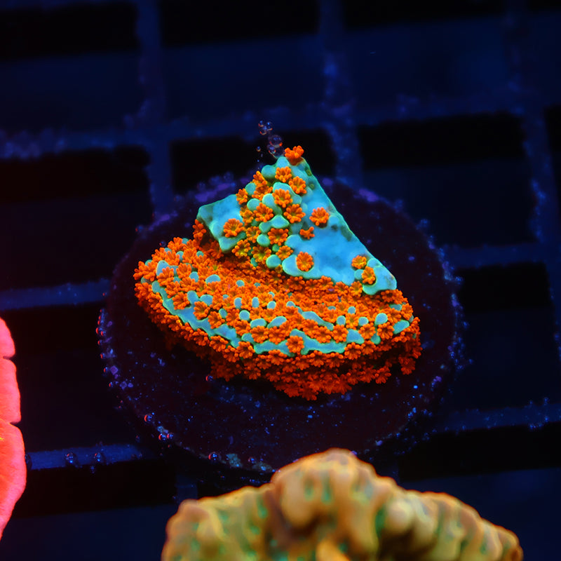 TCK Rainbow Roads Monti